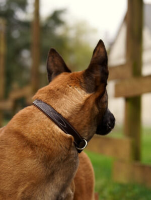 Collier pour chien Buguélès