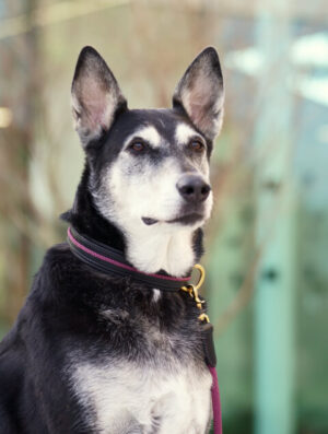 Collier pour chien “Nevez”