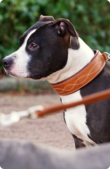 Les colliers pour chien cousus main chez Sellerie Lefeuvre, artisan sellier au Haras de Lamballe