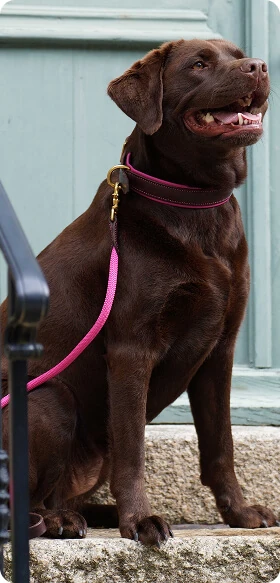Les laisses pour chien cousus main chez Sellerie Lefeuvre, artisan sellier au Haras de Lamballe