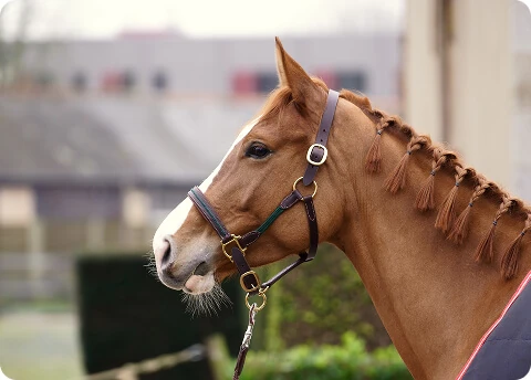 Les licols pour cheval et cheval de trait cousus main chez Sellerie Lefeuvre, artisan sellier au Haras de Lamballe