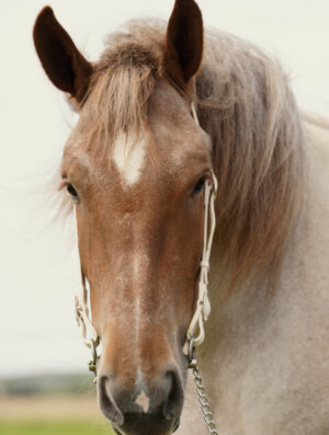Bridon de présentation en cuir pour chevaux de Trait made in France by Sellerie Lefeuvre