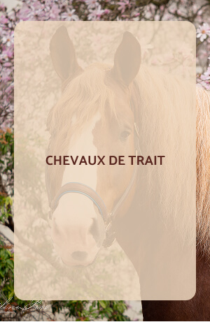 Chevaux de trait